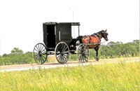 149 - amish horse and buggy