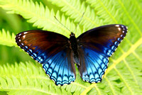 189 - butterfly on fern