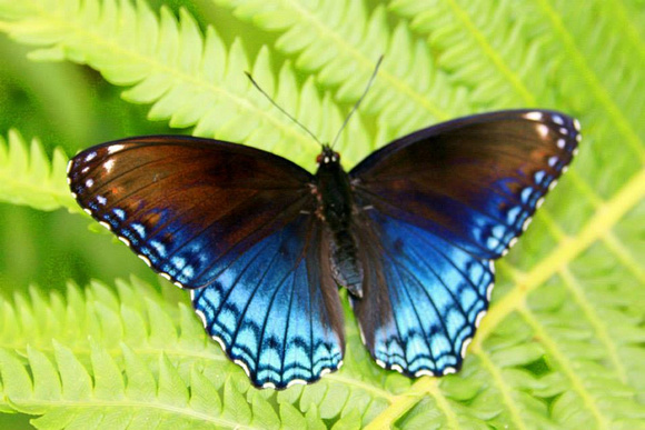189 - butterfly on fern